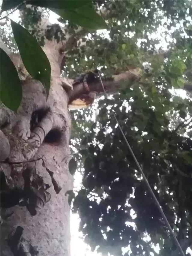 缅甸野人山砍树,村民在原始次生林发现仙草