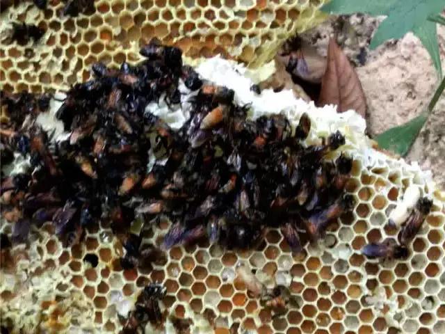 缅甸野人山砍树,村民在原始次生林发现仙草