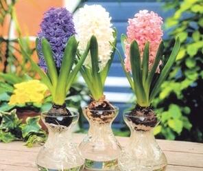 风信子水培开完花后处理流程,水培风信子开花后种球怎么处理