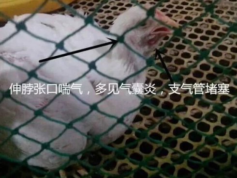 肉鸡呼吸道怎么治疗,肉鸡呼吸道病怎么治疗