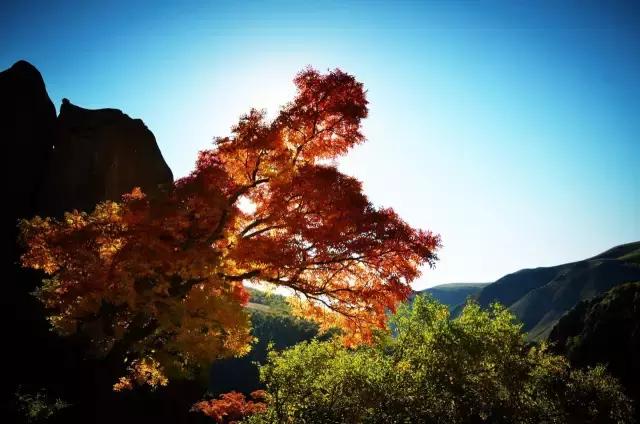 辉腾锡勒黄花沟风景,辉腾锡勒大草原黄花沟的美景