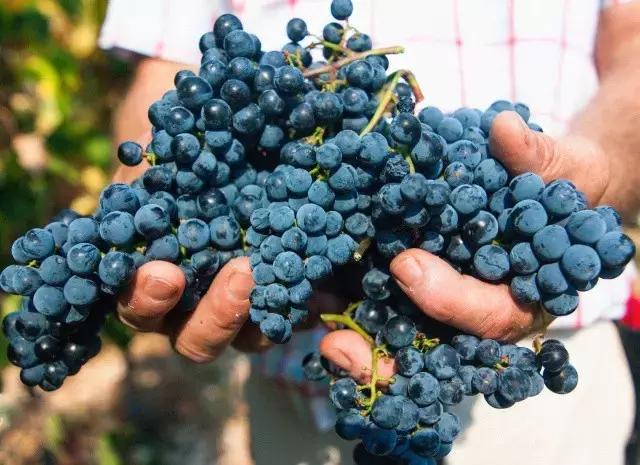 最有营养的葡萄品种,果香味浓郁的葡萄品种