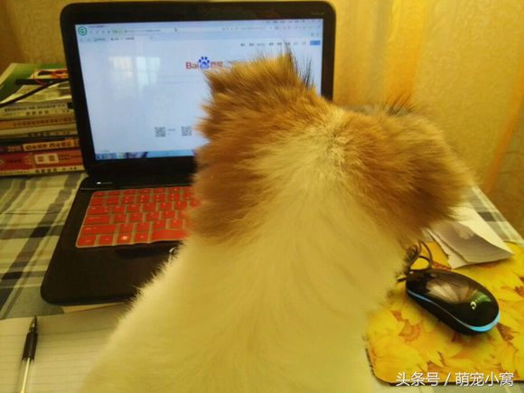 小狗奇遇记动画片,小狗奇遇记完整