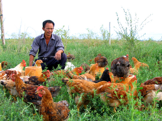 cctv7致富经土鸡养殖,致富经养殖土鸡视频
