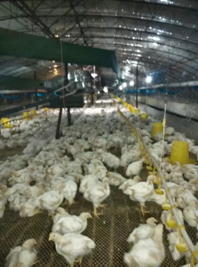 养鸡篇——秋冬季禽类呼吸道疾病综述