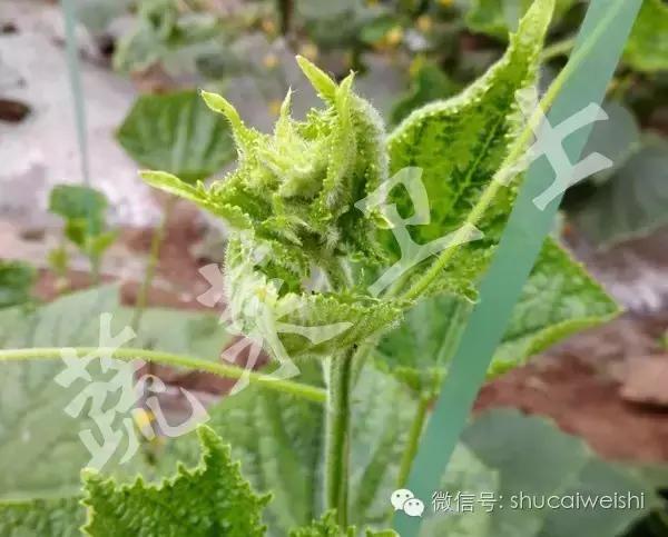 黄瓜苗花叶病毒病,黄瓜病毒病讲解