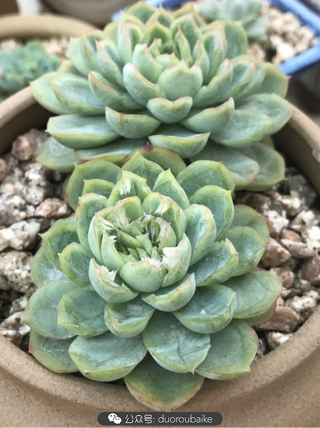 温差大多肉怎么会上色,温差大多肉才能出锦吗