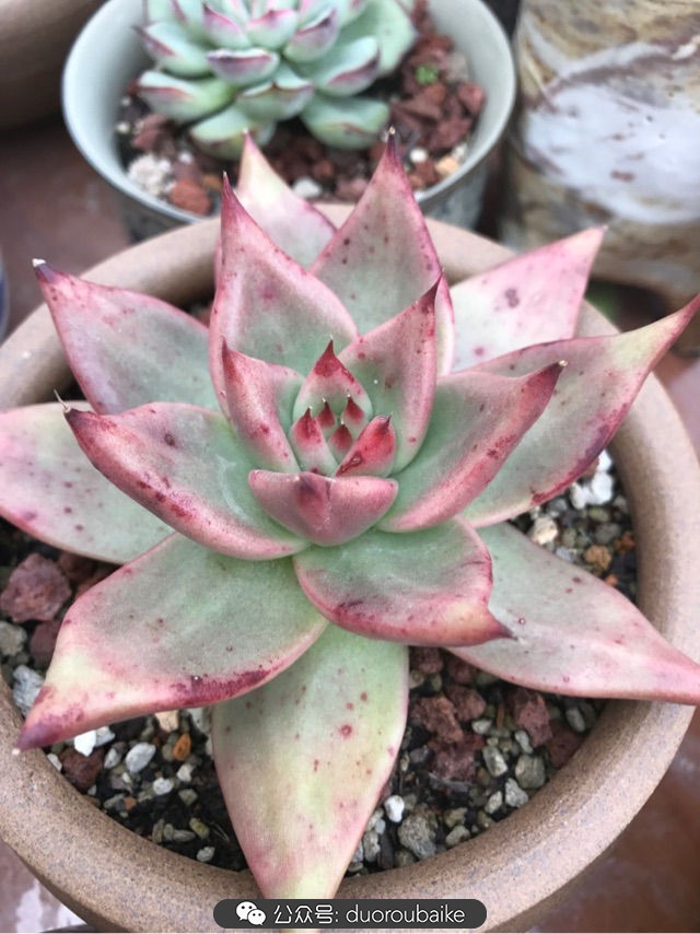 温差大多肉怎么会上色,温差大多肉才能出锦吗