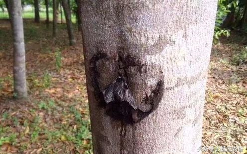 沉香怎么醇化出好沉香,欣贸沉香馆沉香是如何形成的