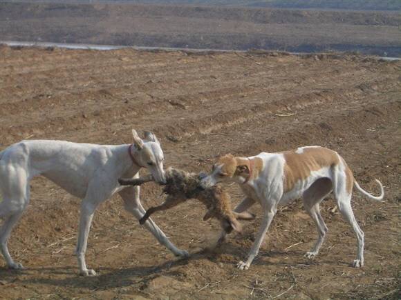 狗逮兔子犯法吗,细狗抓兔子技巧