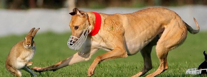 狗逮兔子犯法吗,细狗抓兔子技巧