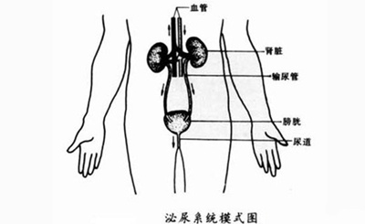 强迫症引起的尿频尿急尿不尽,睡前尿频强迫症怎么治疗
