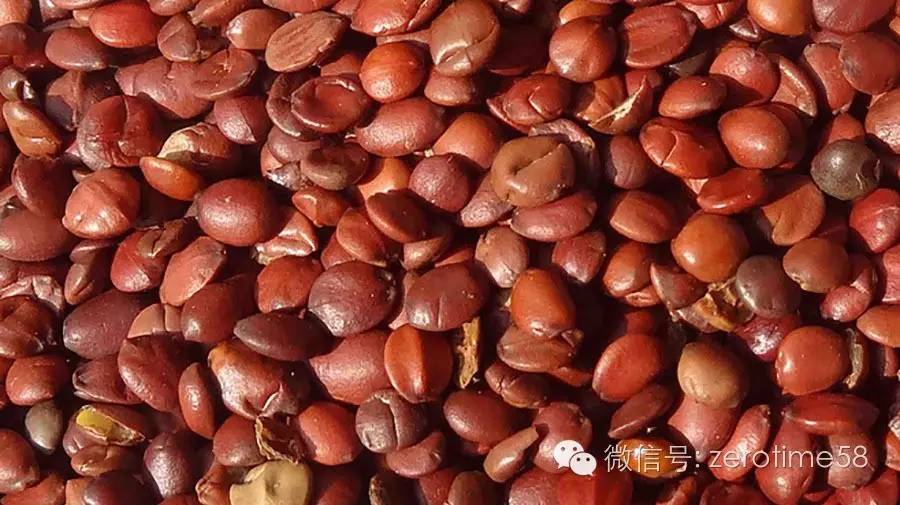 冠心病人失眠能吃酸枣仁吗,酸枣仁配什么可以治失眠心肌缺血