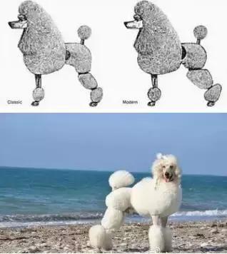 如何选择贵宾犬,贵宾狗怎么挑选