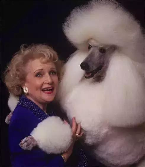 如何选择贵宾犬,贵宾狗怎么挑选