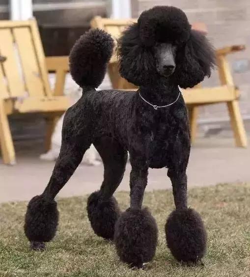 如何选择贵宾犬,贵宾狗怎么挑选