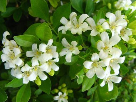 周杰伦哪首歌中有中药的名字,周杰伦多次提到中医中药的歌曲