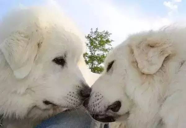 高级合照双人手势,男女拥抱接吻写真高级感照片