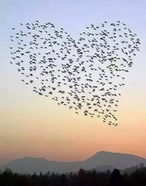 高级合照双人手势,男女拥抱接吻写真高级感照片