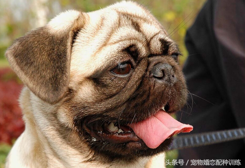 感情丰富、个性开朗，走起路来像拳击手，中国斧头犬