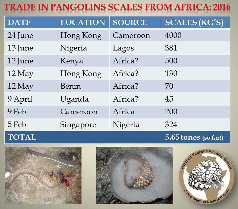 公益报道​|从肯尼亚山脉的草药到越南丛林的穿山甲