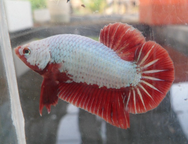 冬天怎么养殖100条泰国斗鱼,泰国斗鱼居家养殖指南