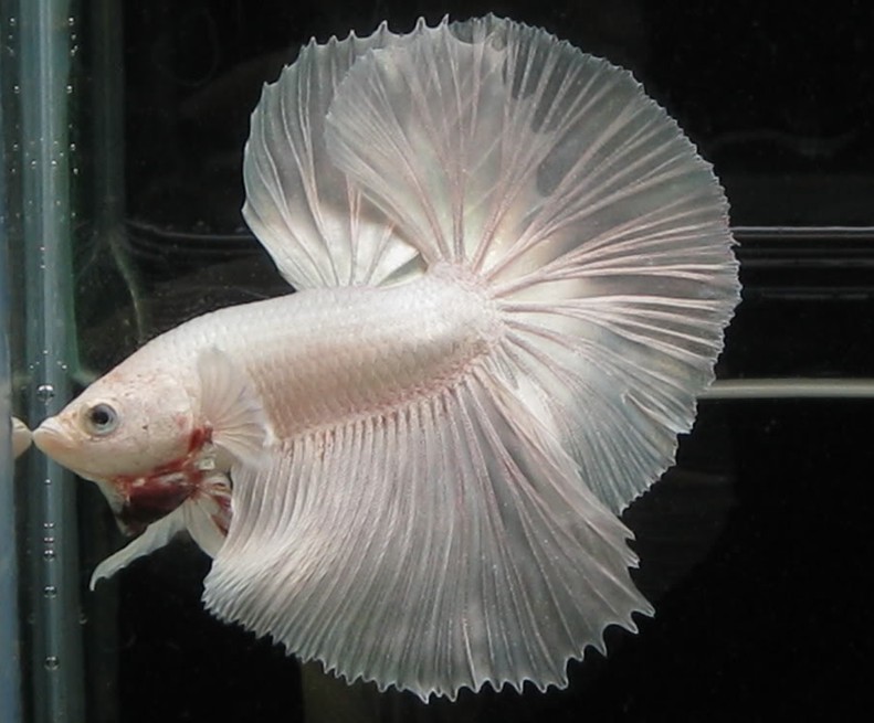 冬天怎么养殖100条泰国斗鱼,泰国斗鱼居家养殖指南