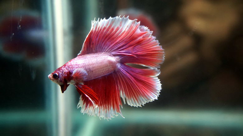 冬天怎么养殖100条泰国斗鱼,泰国斗鱼居家养殖指南