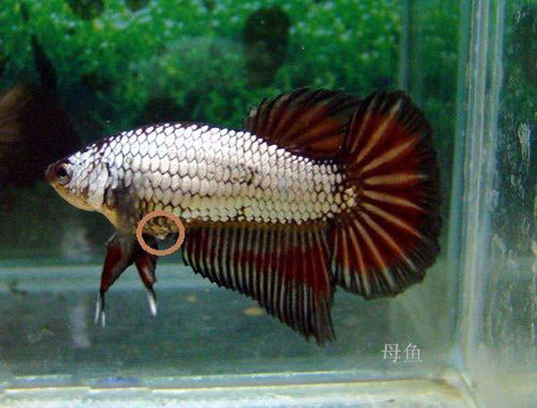 冬天怎么养殖100条泰国斗鱼,泰国斗鱼居家养殖指南