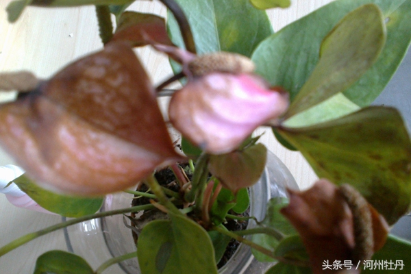 粉色红掌叶子发黄焦边干枯,红掌花杆发黄怎么回事