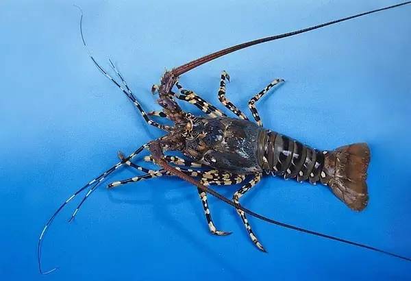 吃货科普小龙虾,360度无死角吃货