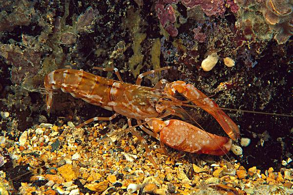 吃货科普小龙虾,360度无死角吃货