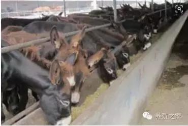 养驴场致富经历,养驴的人生感悟