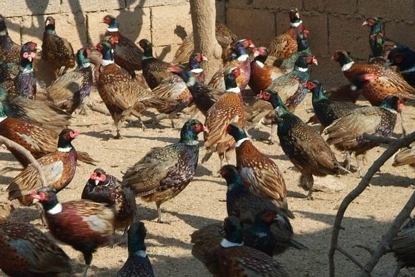 农村养殖小动物养什么好,动物养殖基地有哪些