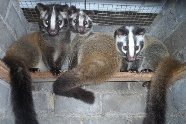 农村养殖小动物养什么好,动物养殖基地有哪些