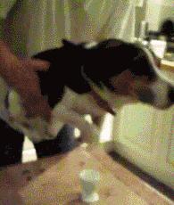 超萌“空中狗爬式”旋风袭卷全世界，一杯水马上变狗爬式！