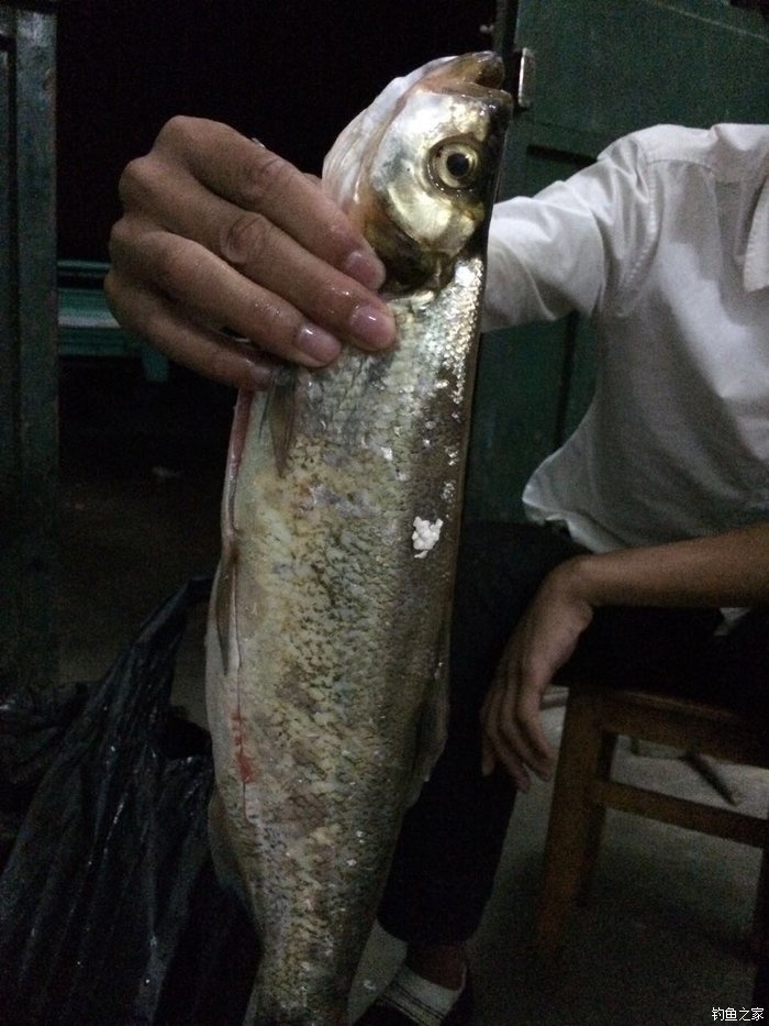 千岛湖钓翘嘴路亚,千岛湖路亚翘嘴选竿