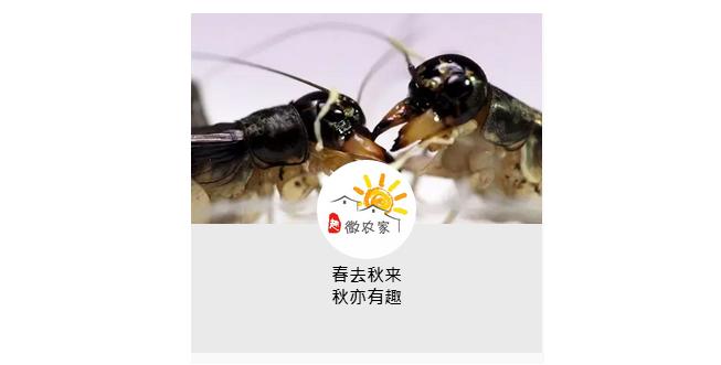 春秋斗蛐蛐历史,斗蛐蛐是哪个朝代的历史