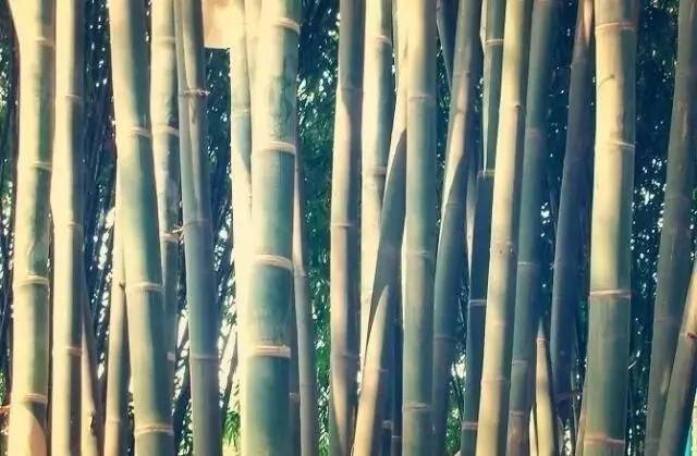 马云称：这是中国独有智慧，比任何材质更具风韵气质-竹，风