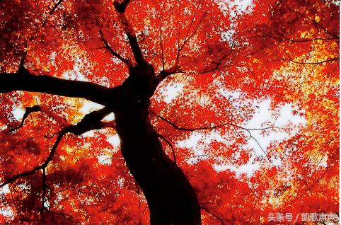 四川的葬礼的风俗,四川丧葬风俗仪式