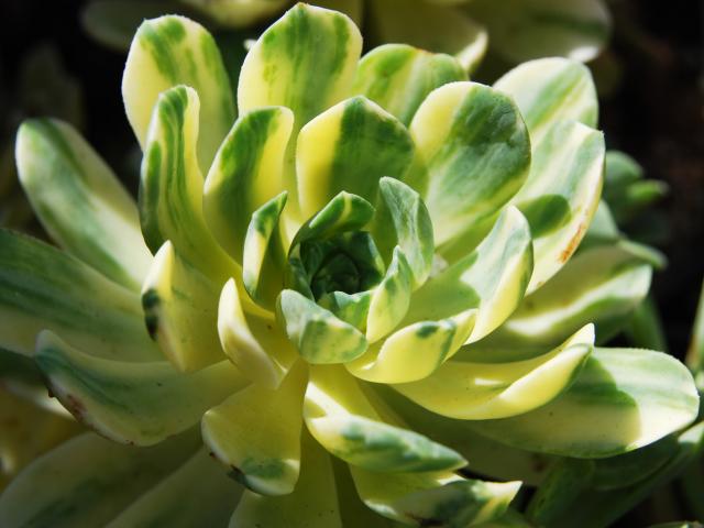 最值得买的多肉品种,包邮最漂亮多肉