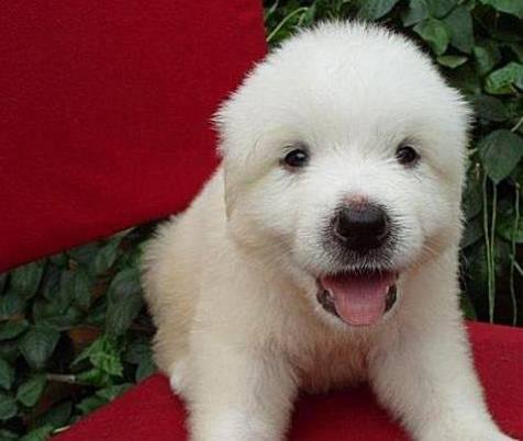 狗萌宠有哪些品种,18种萌宠狗狗