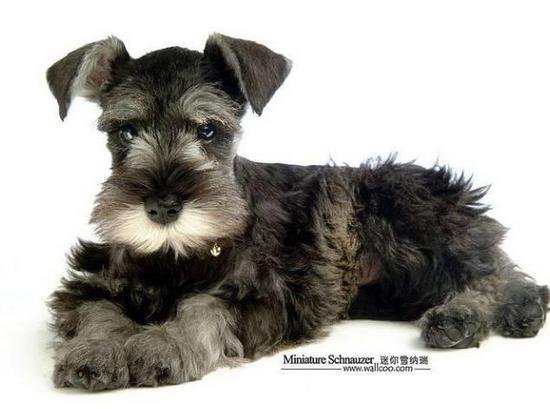 狗萌宠有哪些品种,18种萌宠狗狗