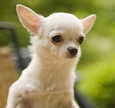 狗萌宠有哪些品种,18种萌宠狗狗