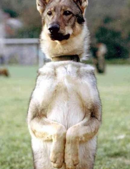 狗萌宠有哪些品种,18种萌宠狗狗