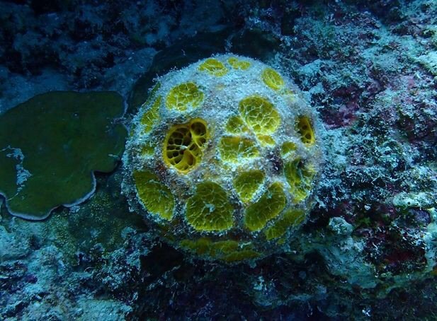 菲律宾潜水攻略 (菲律宾潜水游记)