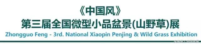 哪些野草适合微型盆景,小品盆景和微型盆景有区别吗