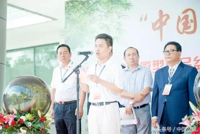 哪些野草适合微型盆景,小品盆景和微型盆景有区别吗