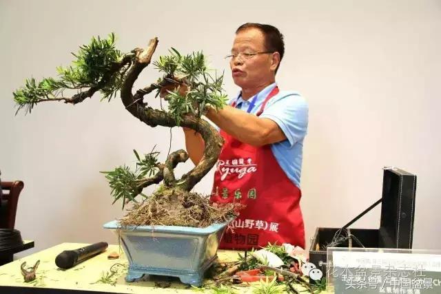 哪些野草适合微型盆景,小品盆景和微型盆景有区别吗