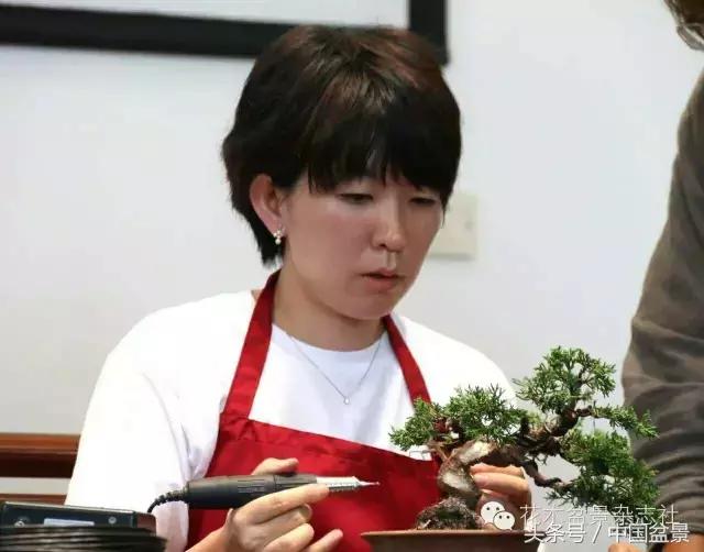 哪些野草适合微型盆景,小品盆景和微型盆景有区别吗